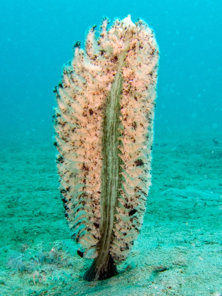 Представитель Семейства Pennautlidae